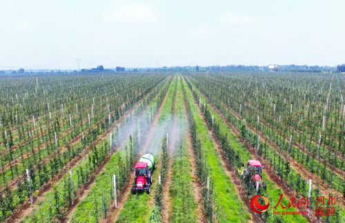 河北威县三带三园打造农业高质量创新发展样板
